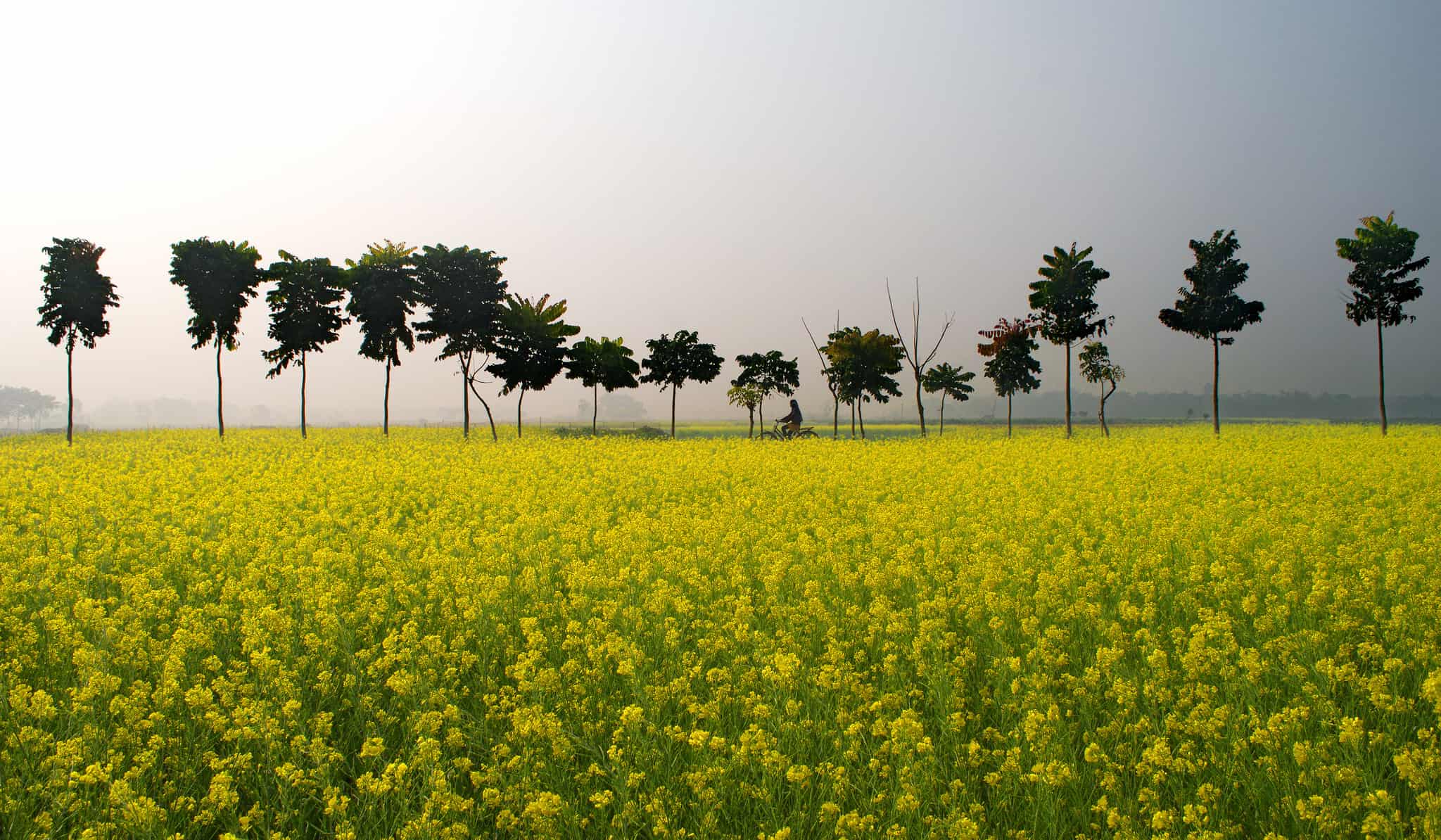 6 Seasons of Bangladesh