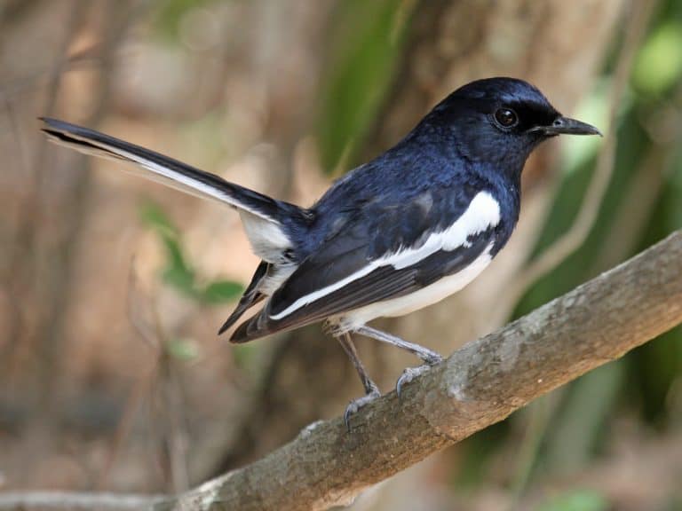 Birds of Bangladesh