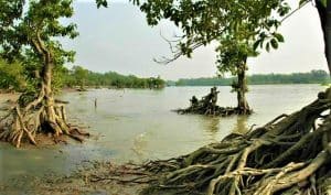 Gangamoti forest of kuakata