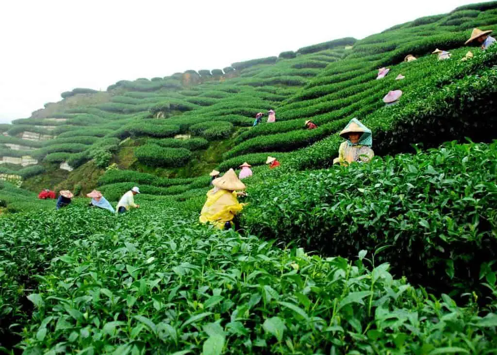 Tea Garden of Bangladesh