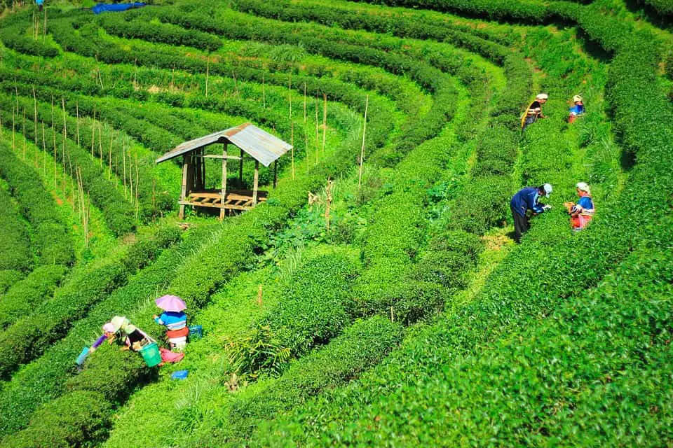 Tea Garden of Bangladesh