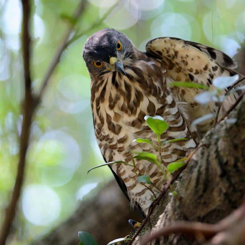 Birds of Bangladesh