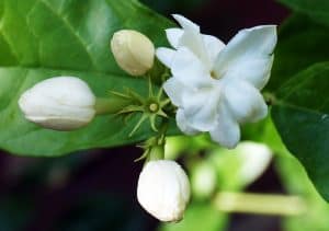 flowers of bangladesh