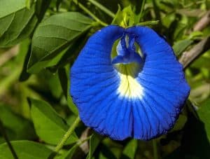 flowers of bangladesh