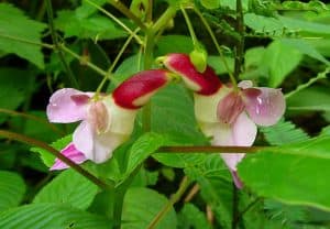 flowers of bangladesh