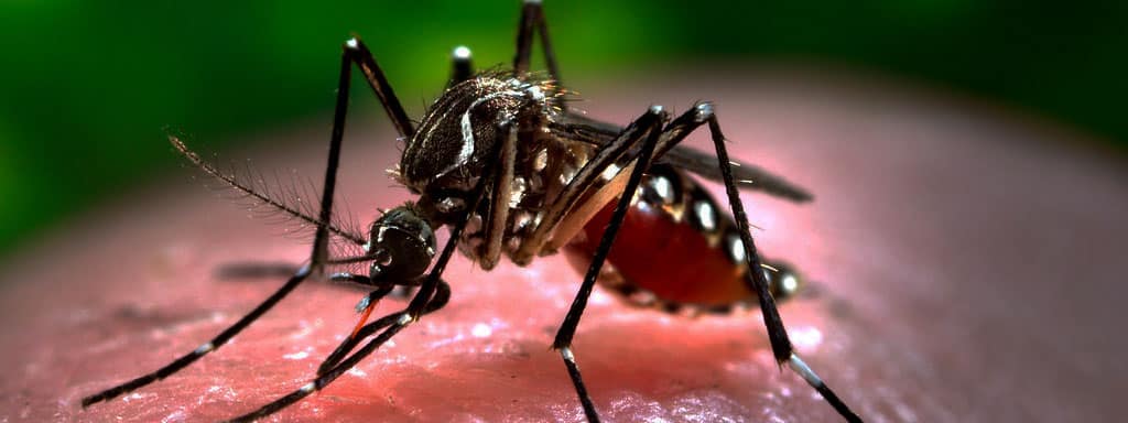 Dengue-In-bangladesh